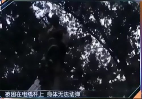 珠江電纜快訊|男子觸電被困，家屬怒斥消防員“帶電也得救”！